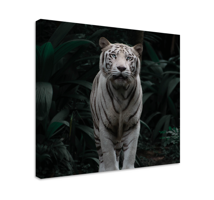 Cuadro animales tigre blanco majestuoso - TenVinilo