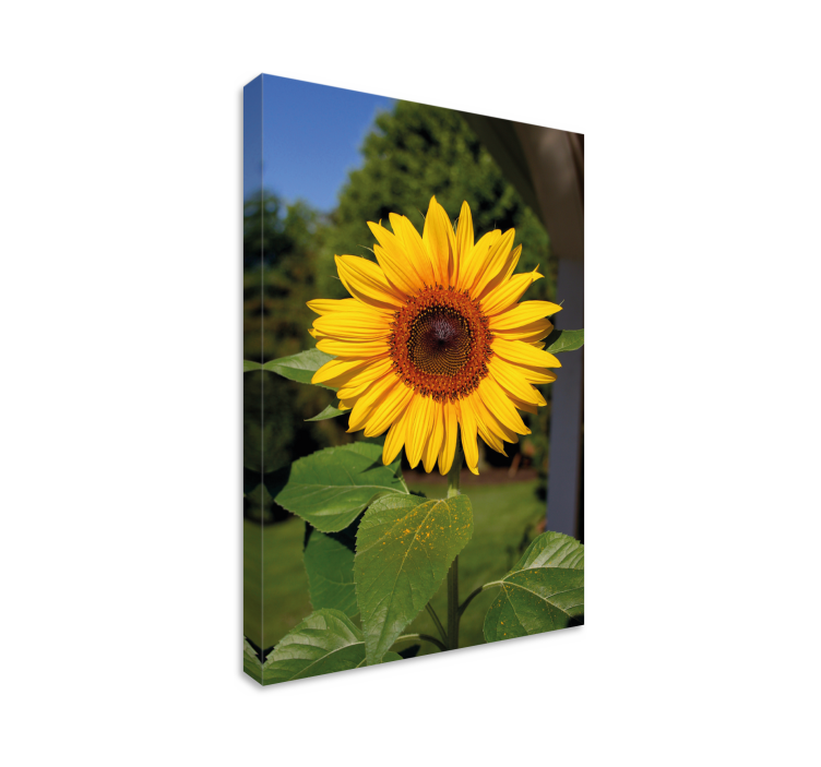 Cuadro de flores floración de girasoles brillantes - TenVinilo