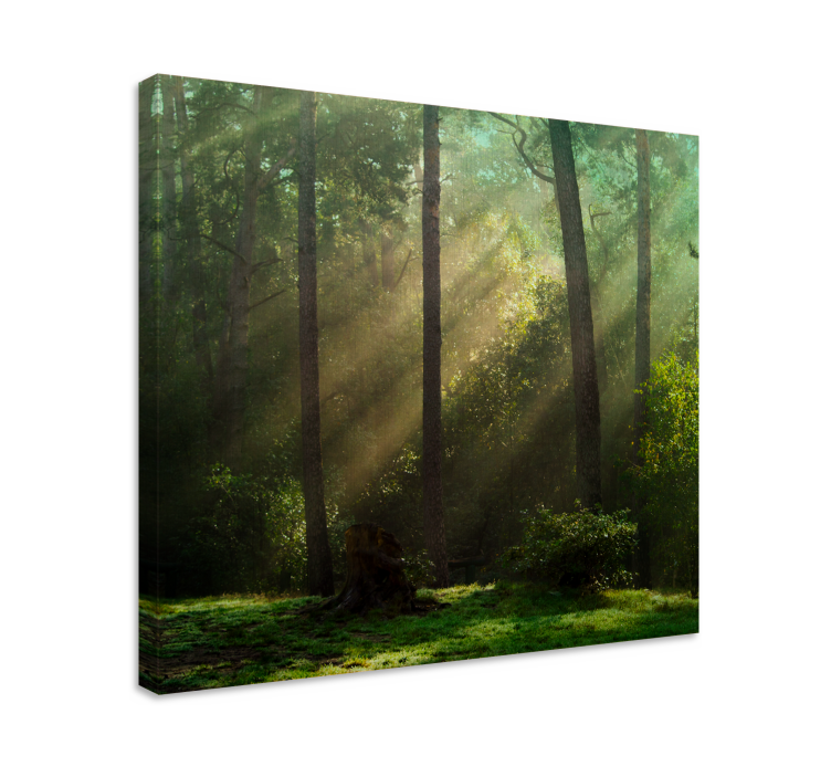 Cuadro árboles paisaje forestal radiante - TenVinilo