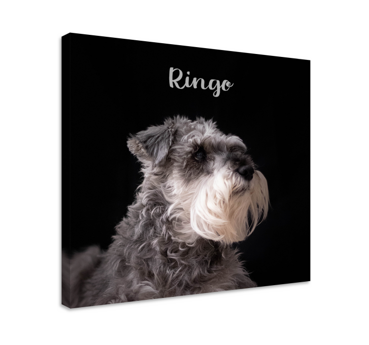 Cuadro perro foto de schnauzer - TenVinilo