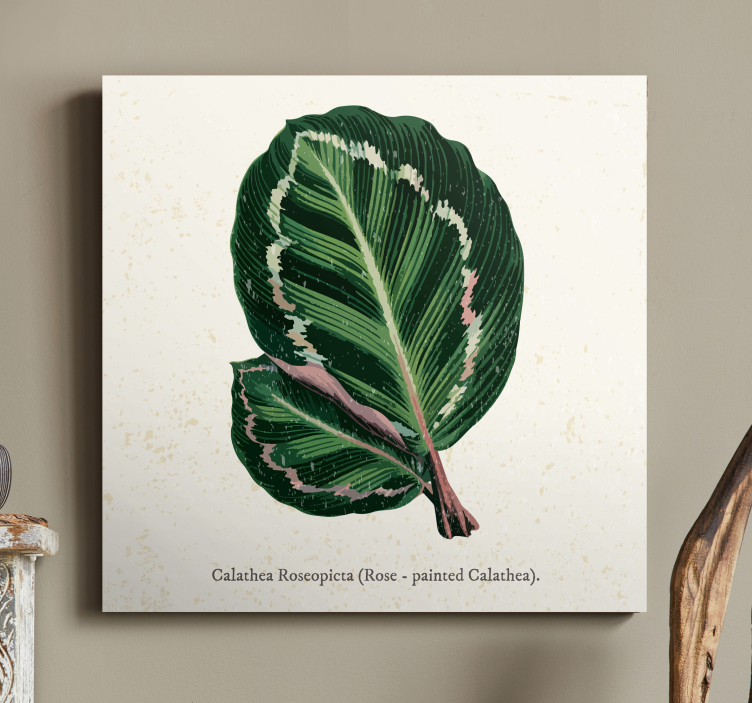 Cuadro plantas ilustración de hoja de calathea - TenVinilo