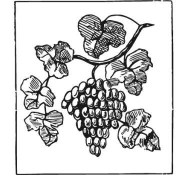 Vinilo decorativo racimo de uvas - TenVinilo