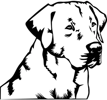 Vinilo decorativo Labrador Retriever - TenVinilo