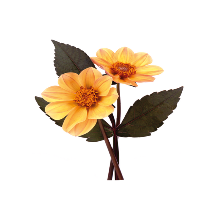 Alfombra vinílica flores composición de flores vivas - TenVinilo