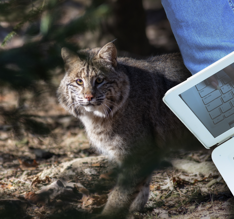 Alfombra vinílica animales escena de gato salvaje - TenVinilo