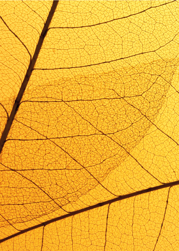 Alfombra vinilo amarilla diseño de hoja botánica - TenVinilo