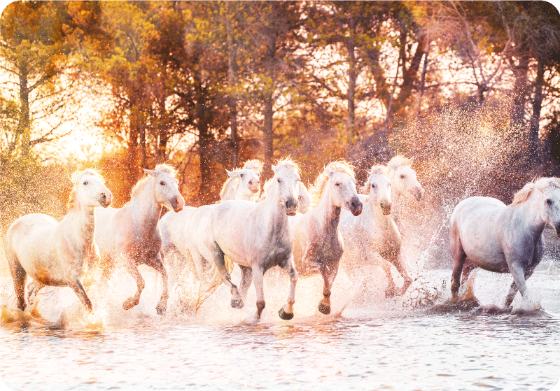 Alfombra vinílica animales caballos salvajes atardecer cálido - TenVinilo
