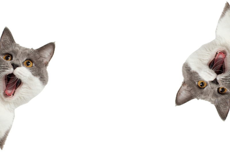 Alfombra vinílica animales gato espiando fondo blanco - TenVinilo