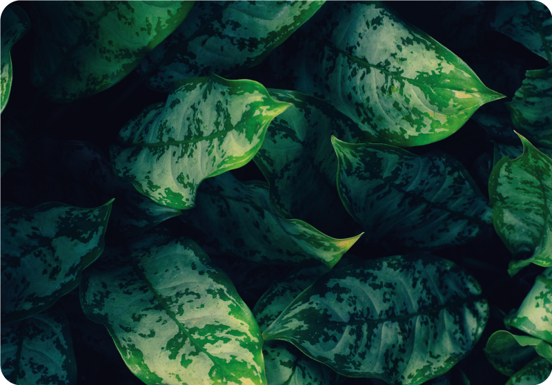 Alfombra vinílica flores hojas de maranta - TenVinilo