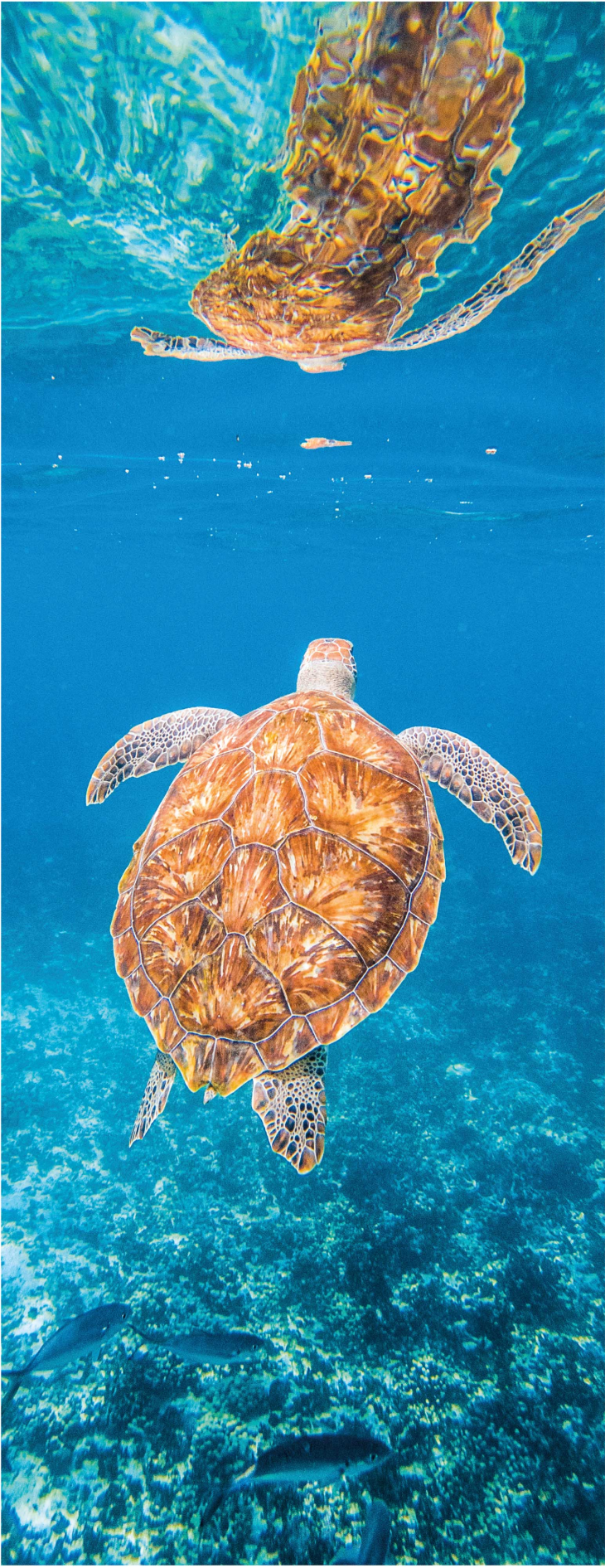 Alfombra vinilo baño tortuga hermosa bajo el agua - TenVinilo