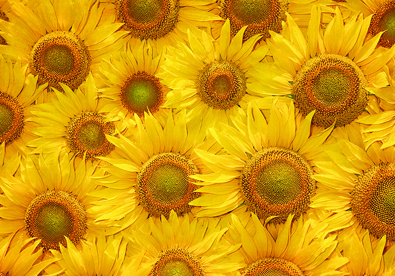 Alfombra vinilo amarilla girasoles - TenVinilo