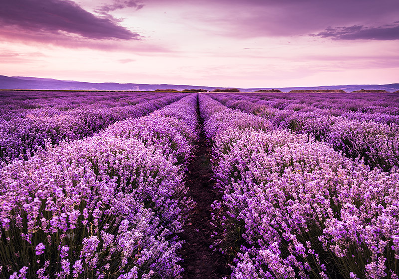 Alfombra vinílica morada flores de lavanda en provenza - TenVinilo