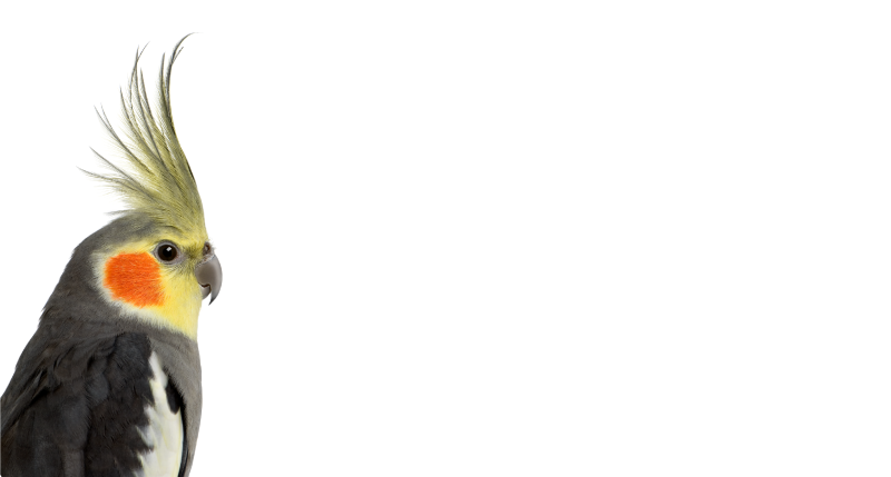 Alfombra vinílica animales silueta de cacatúa - TenVinilo