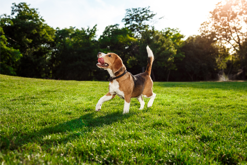 Alfombra vinílica animales beagle feliz corriendo - TenVinilo