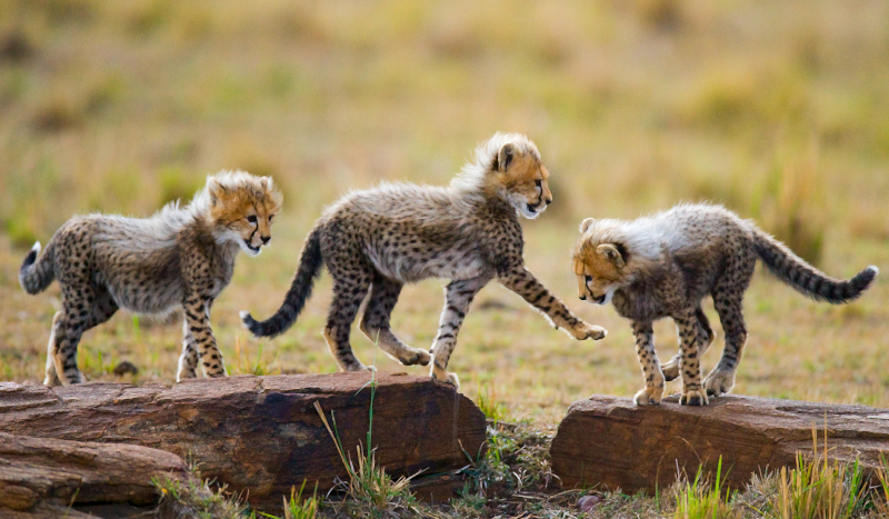 Alfombra vinílica animales aventura de cachorros de guepardo - TenVinilo