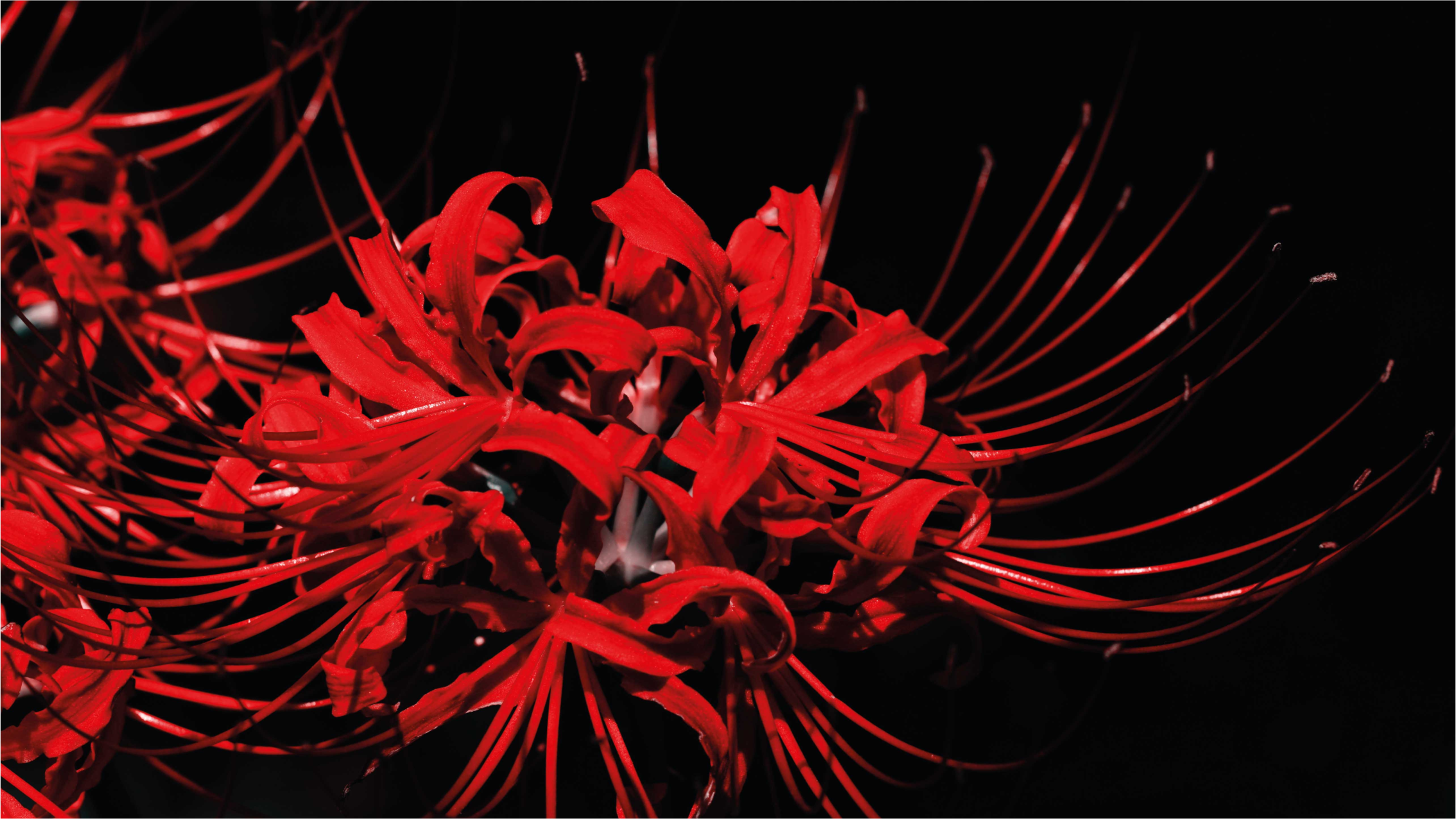 Alfombra vinílica flores explosión floral roja - TenVinilo