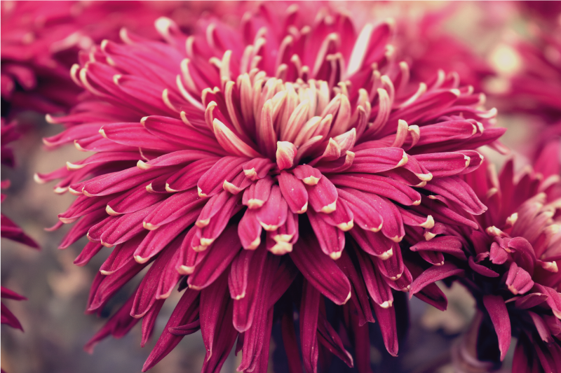 Alfombra vinílica flores crisantemo realista - TenVinilo