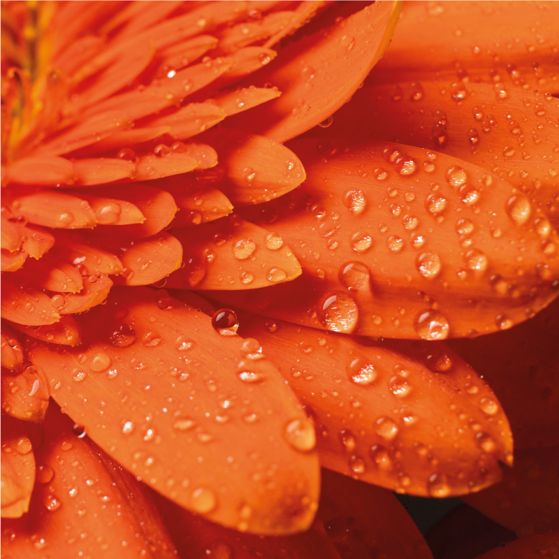 Alfombra vinílica flores pétalos de color naranja brillante - TenVinilo